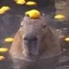 wasserschwein